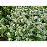Pycnanthemum muticum