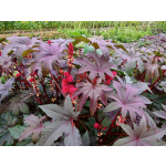Ricinus communis 'Impala'