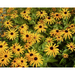 Rudbeckia fulgida var. sullivantii 'Goldsturm'