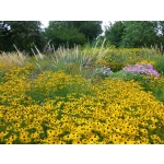 Rudbeckia fulgida var. deamii