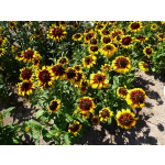 Rudbeckia hirta 'Sputnik'