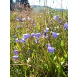 Campanula rotundifolia