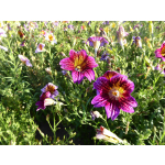 Salpiglossis sinuata 'Grandiflora'