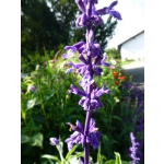 Salvia farinacea 'Blue Bedder'