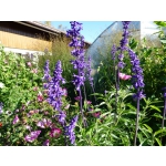 Salvia farinacea 'Blue Bedder'