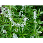 Salvia farinacea 'Victoria White'