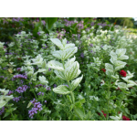 Salvia horminum 'White Swan'