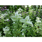 Salvia horminum 'White Swan'