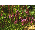 Salvia nemorosa 'Rose Queen'