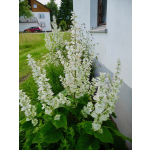 Salvia sclarea var. alba