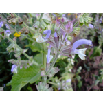 Salvia sclarea