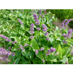 Salvia verticillata