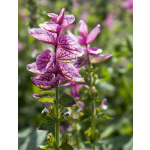 Salvia horminum 'Pink Sundae'