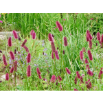 Sanguisorba menziesii