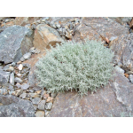 Santolina chamaecyparissus
