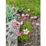 Saxifraga arendsii