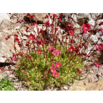 Saxifraga arendsii
