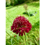 Scabiosa atropurpurea 'Fire King'