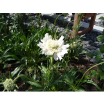 Scabiosa caucasica 'Perfection White'