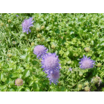 Scabiosa columbaria