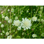 Scabiosa ochroleuca