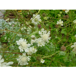 Scabiosa ochroleuca