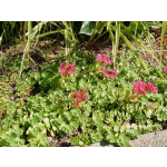 Sedum spurium