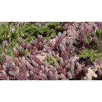 Sedum reflexum (graue Form)