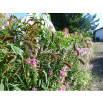 Setaria italica 'Hylander'