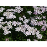 Achillea sibirica var. kamtschatica 'Love Parade'