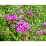 Silene armeria