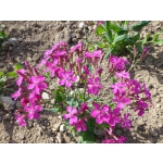 Silene asterias