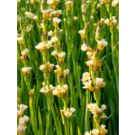 Sisyrinchium striatum