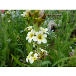 Sisyrinchium striatum