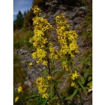 Solidago virgaurea