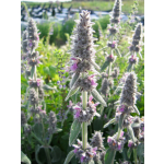 Stachys germanica