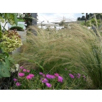 Stipa tenuissima