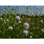 Succisella inflexa (weisse Form)