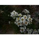 Achillea ptarmica