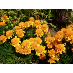 Tagetes patula 'Chasca'