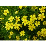 Tagetes tenuifolia 'Lemon Gem'