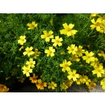 Tagetes tenuifolia 'Lemon Gem'