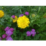 Tagetes erecta 'All Double Lemon'