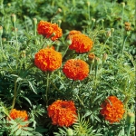 Tagetes erecta 'All Double Orange'