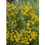 Tagetes lucida