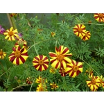 Tagetes patula 'Jolly Jester'