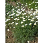 Tanacetum cinerariifolium