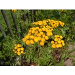 Tanacetum vulgare