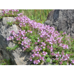Thymus serpyllum hort.