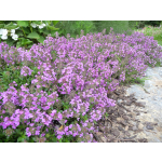 Thymus serpyllum hort.